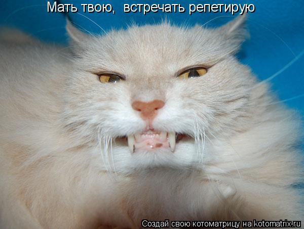 Мать твою, встречать репетирую... Котоматрица: Мать твою, встречать репетирую