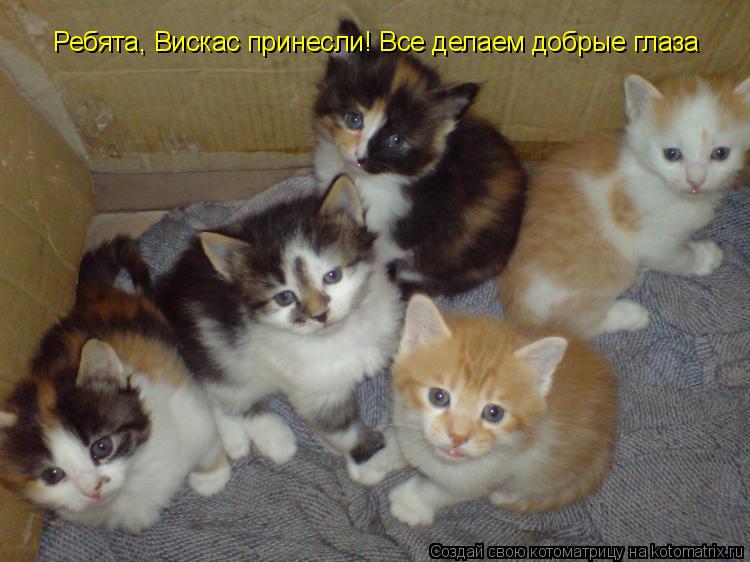 Ребята, Вискас принесли! Все делаем добрые глаза... Котоматрица: Ребята, Вискас принесли! Все делаем добрые глаза