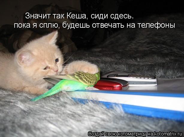 Значит так Кеша, сиди сдесь пока я сплю, будешь отвечать на телефоны ,... Котоматрица: Значит так Кеша, сиди сдесь пока я сплю, будешь отвечать на телефоны ,