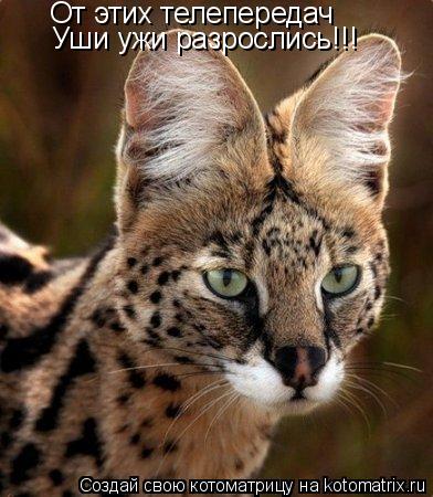 От этих телепередач Уши ужи разрослись!!!... Котоматрица: От этих телепередач Уши ужи разрослись!!!