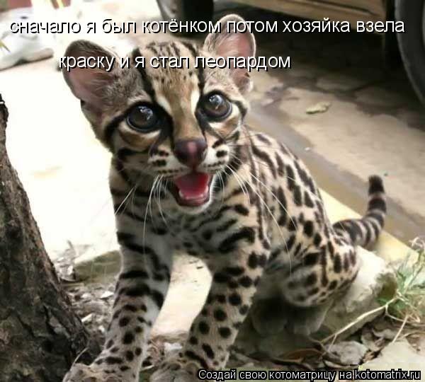 сначало я был котёнком потом хозяйка взела краску и я стал леопардом... Котоматрица: сначало я был котёнком потом хозяйка взела краску и я стал леопардом