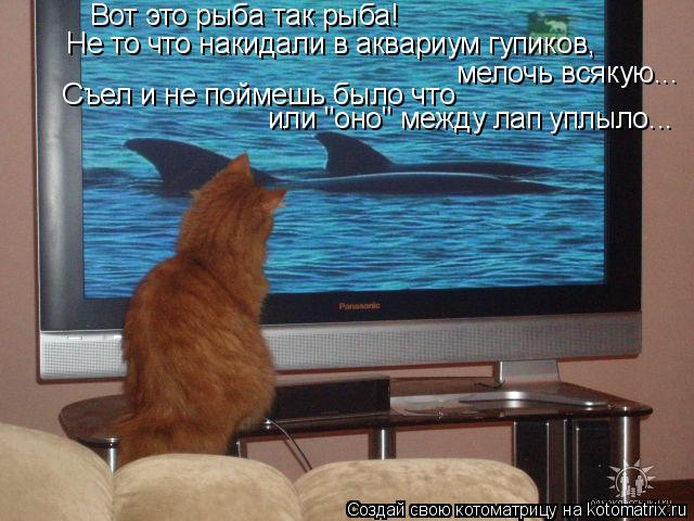 Котоматрица: Вот это рыба так рыба! Не то что накидали в аквариум гупиков, мелочь всякую... Съел и не поймешь было что  или "оно" между лап уплыло...