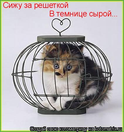 Сижу за решеткой В темнице сырой...... Котоматрица: Сижу за решеткой В темнице сырой...