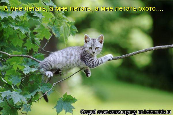 А мне летать, а мне летать, а мне летать охото....... Котоматрица: А мне летать, а мне летать, а мне летать охото....
