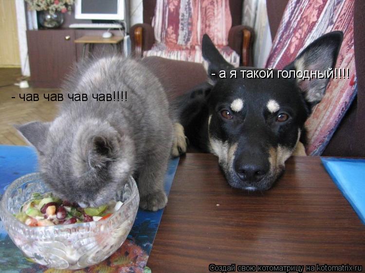 - а я такой голодный!!!! - чав чав чав чав!!!!... Котоматрица: - а я такой голодный!!!! - чав чав чав чав!!!!