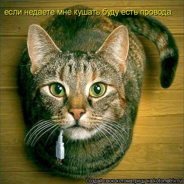 если недаете,мне кушать если недаете мне кушать если недаете мне кушать,буду есть провода.... Котоматрица: если недаете,мне кушать если недаете мне кушать если недаете мне кушать,буду есть провода.