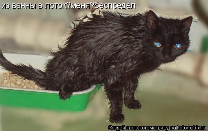 из ванны в лоток?меня?беспредел... Котоматрица: из ванны в лоток?меня?беспредел