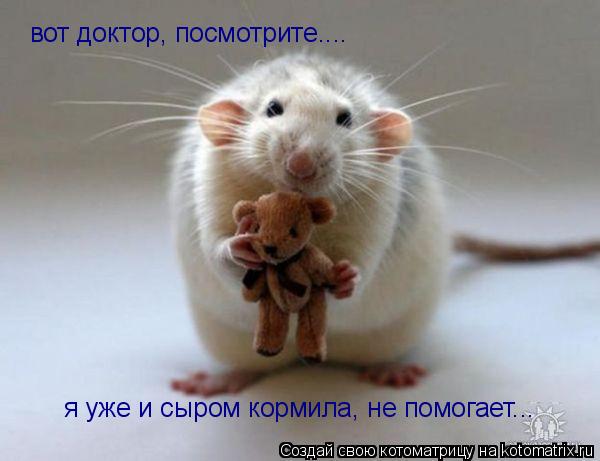вот доктор, посмотрите.... я уже и сыром кормила, не помогает...... Котоматрица: вот доктор, посмотрите.... я уже и сыром кормила, не помогает...