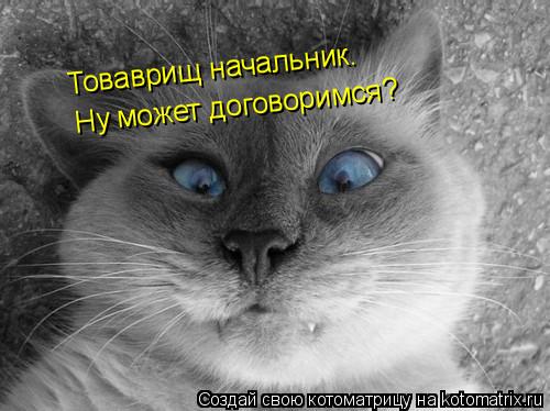 Товаврищ начальник. Ну может договоримся?... Котоматрица: Товаврищ начальник. Ну может договоримся?