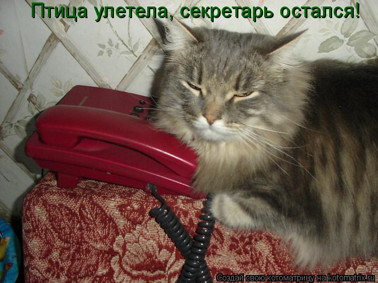 Птица улетела, секретарь остался!... Котоматрица: Птица улетела, секретарь остался!