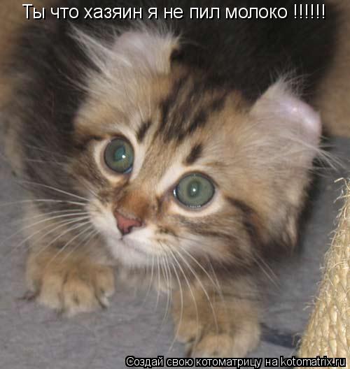 Котоматрица: Ты что хазяин я не пил молоко !!!!!!