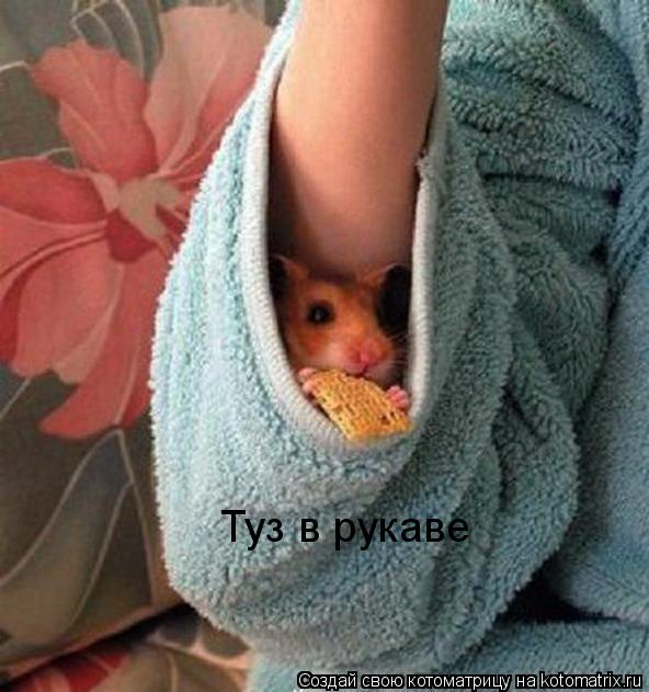 Туз в рукаве... Котоматрица: Туз в рукаве