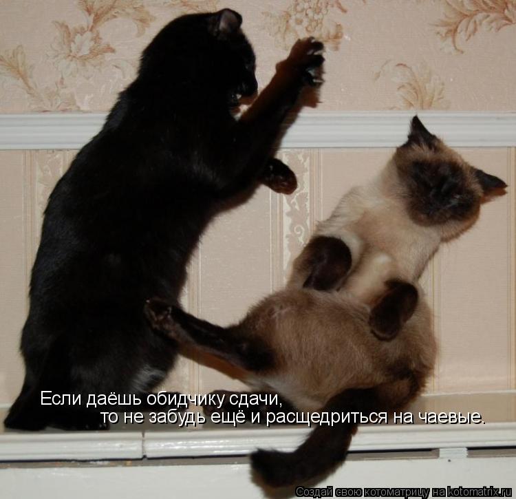 Если даёшь обидчику сдачи, то не забудь ещё и расщедриться на чаевые.... Котоматрица: Если даёшь обидчику сдачи, то не забудь ещё и расщедриться на чаевые.
