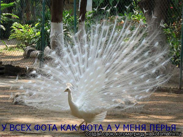 У ВСЕХ ФОТА КАК ФОТА А У МЕНЯ ПЕРЬЯ... Котоматрица: У ВСЕХ ФОТА КАК ФОТА А У МЕНЯ ПЕРЬЯ