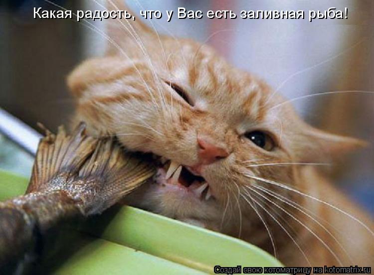 Какая радость, что у Вас есть заливная рыба!... Котоматрица: Какая радость, что у Вас есть заливная рыба!