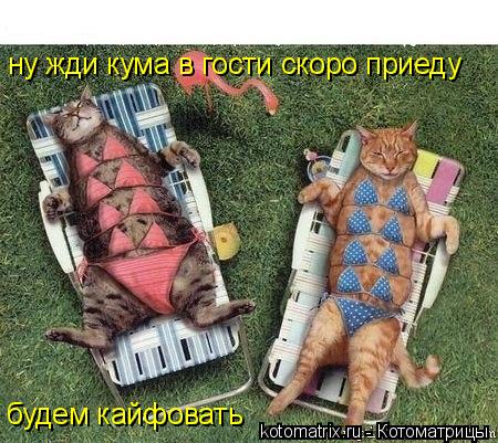 ну жди кума в гости скоро приеду будем кайфовать... Котоматрица: ну жди кума в гости скоро приеду будем кайфовать