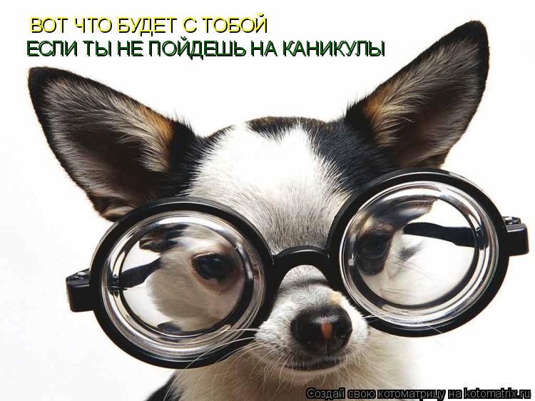 Котоматрица: ВОТ ЧТО БУДЕТ С ТОБОЙ ЕСЛИ ТЫ НЕ ПОЙДЕШЬ НА КАНИКУЛЫ