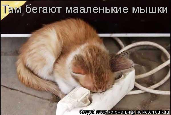 Там бегают мааленькие мышки... Котоматрица: Там бегают мааленькие мышки