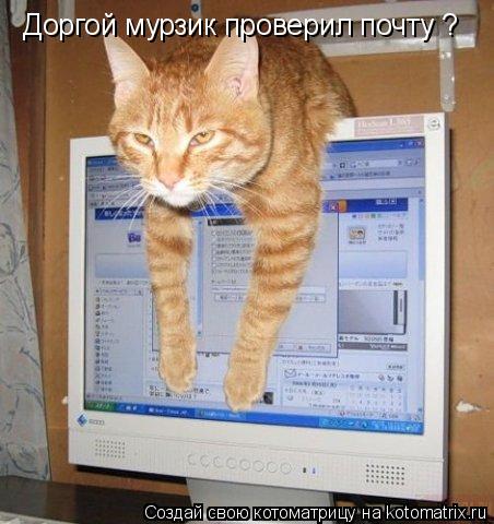 Доргой мурзик проверил почту ?... Котоматрица: Доргой мурзик проверил почту ?