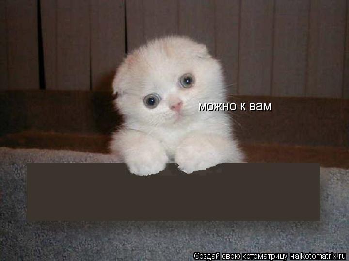 можно к вам... Котоматрица: можно к вам