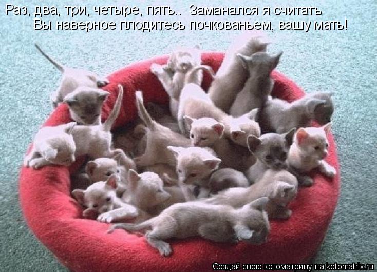 Раз, два, три, четыре, пять.. Заманался я считать Вы наверное плодитесь почкованьем, вашу мать!... Котоматрица: Раз, два, три, четыре, пять.. Заманался я считать Вы наверное плодитесь почкованьем, вашу мать!