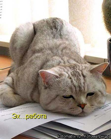 Эх...работа... Котоматрица: Эх...работа