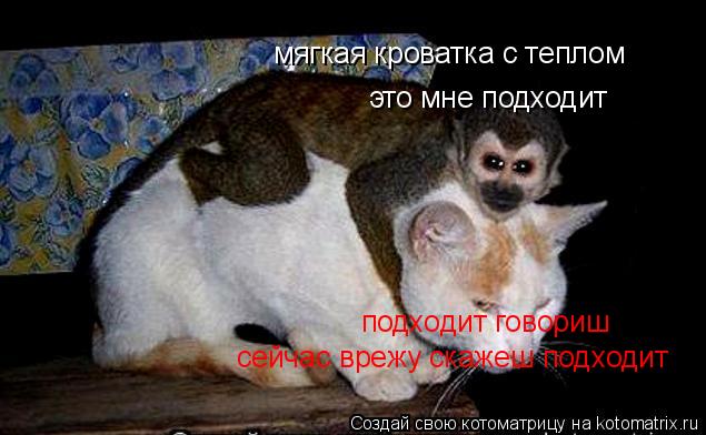 мягкая кроватка с теплом это мне подходит подходит говориш сейчас врежу скажеш подходит... Котоматрица: мягкая кроватка с теплом это мне подходит подходит говориш сейчас врежу скажеш подходит