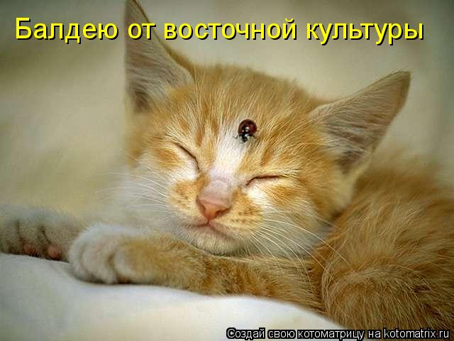 Балдею от восточной культуры... Котоматрица: Балдею от восточной культуры