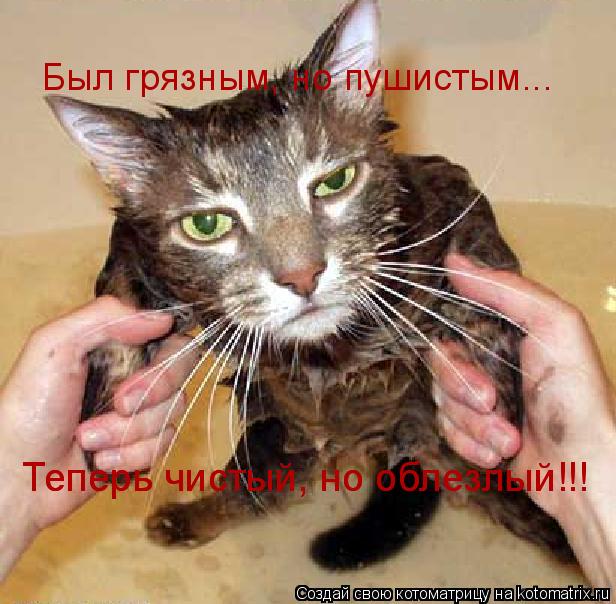 Котоматрица: Был грязным, но пушистым... Теперь чистый, но облезлый!!! Теперь чистый, но облезлый!!!