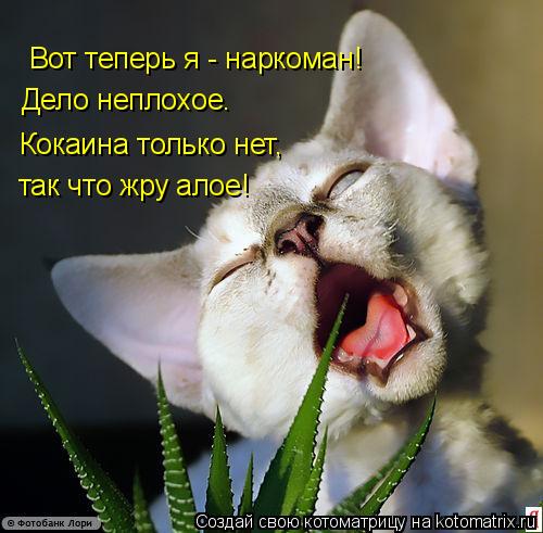 Котоматрица: Вот теперь я - наркоман! Дело неплохое. Кокаина только нет, так что жру алое!