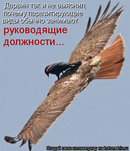 Котоматрица: Дарвин так и не выяснил, почему паразитирующие виды обычно занимают руководящие должности...