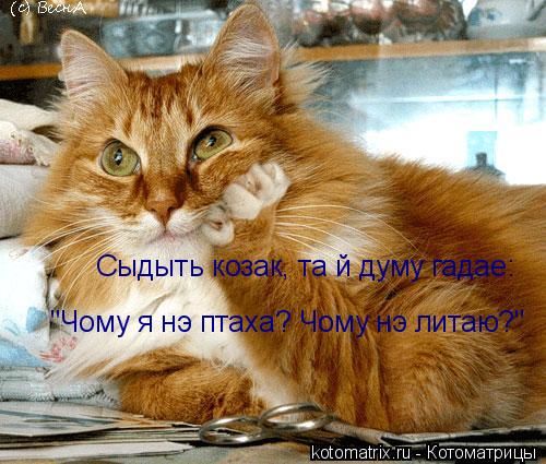Сыдыть козак, та й думу гадае: "Чому я нэ птаха? Чому нэ литаю?"... Котоматрица: Сыдыть козак, та й думу гадае: "Чому я нэ птаха? Чому нэ литаю?"