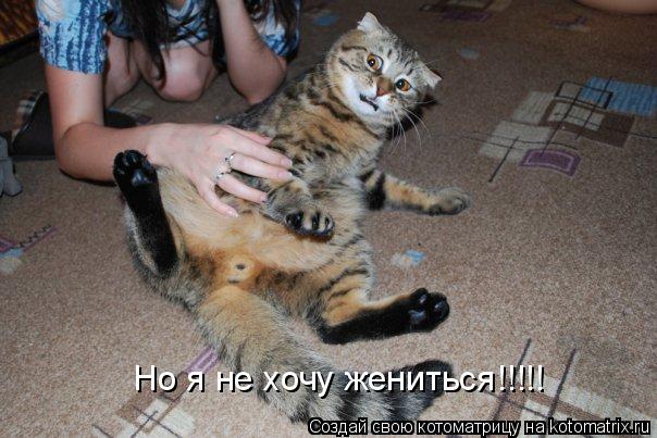 Но я не хочу жениться!!!!!... Котоматрица: Но я не хочу жениться!!!!!