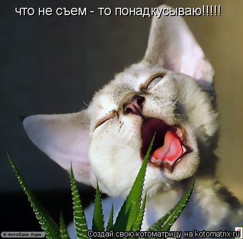 что не съем - то понадкусываю!!!!!... Котоматрица: что не съем - то понадкусываю!!!!!