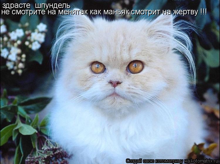 Котоматрица: здрасте  шпундель не смотрите на менятак как маньяк смотрит на жертву !!!