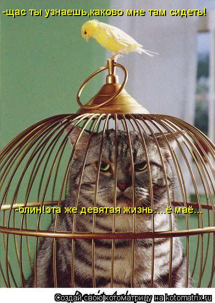 -блин!эта же девятая жизнь....ё маё... -щас ты узнаешь,каково мне там сидеть!... Котоматрица: -блин!эта же девятая жизнь....ё маё... -щас ты узнаешь,каково мне там сидеть!