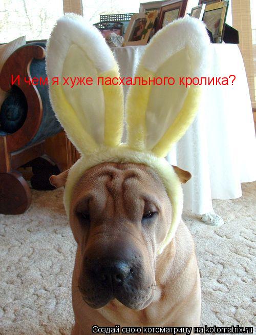 И чем я хуже пасхального кролика?... Котоматрица: И чем я хуже пасхального кролика?
