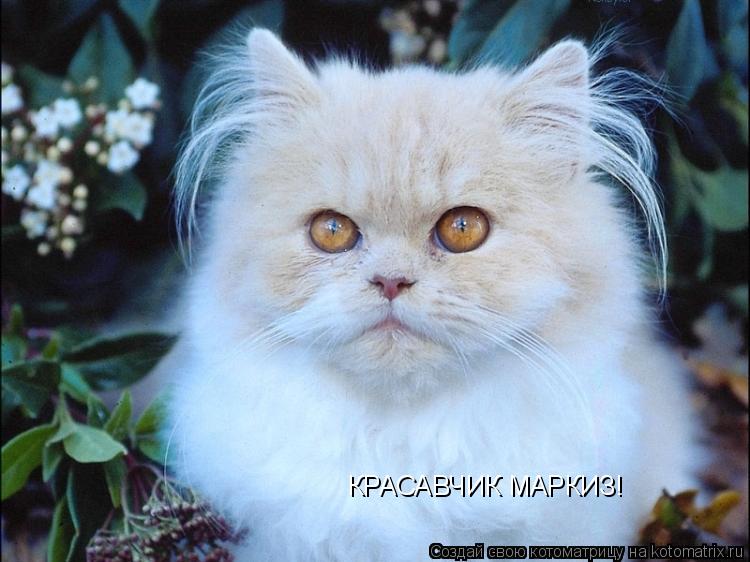 Котоматрица: КРАСАВЧИК МАРКИЗ!