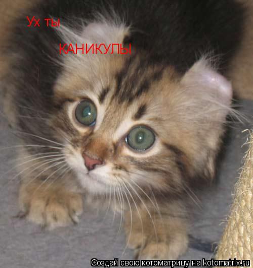 Котоматрица: Ух ты КАНИКУЛЫ