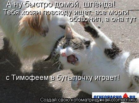 А ну быстро домой, шленда! Тебя хозян повсюду ищет, все морги обзвонил, а она тут с Тимофеем в бутыло... Котоматрица: А ну быстро домой, шленда! Тебя хозян повсюду ищет, все морги обзвонил, а она тут с Тимофеем в бутылочку играет! ..
