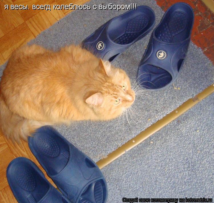 я весы. всегд колеблюсь с выбором!!!... Котоматрица: я весы. всегд колеблюсь с выбором!!!