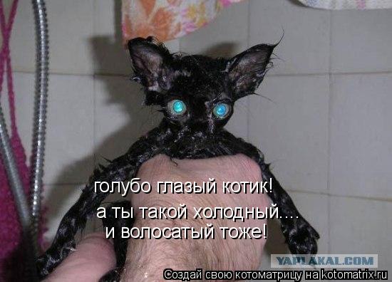 а ты такой холодный.... и волосатый тоже! голубо глазый котик!... Котоматрица: а ты такой холодный.... и волосатый тоже! голубо глазый котик!