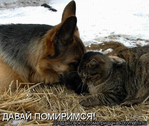Котоматрица: ДАВАЙ ПОМИРИМСЯ!