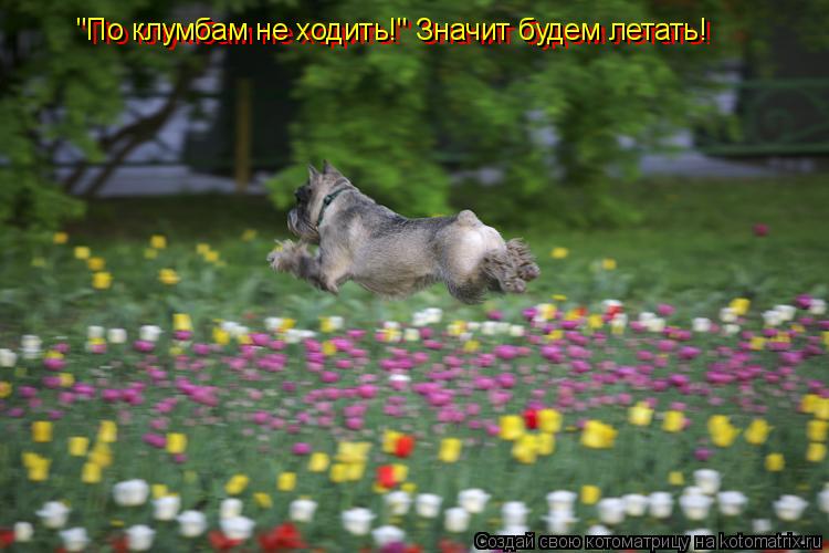 "По клумбам не ходить!" Значит будем летать! "По клумбам не ходить!" Значит будем летать!... Котоматрица: "По клумбам не ходить!" Значит будем летать! "По клумбам не ходить!" Значит будем летать!