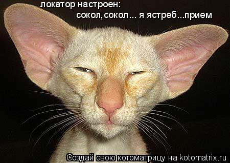 локатор настроен: сокол,сокол... я ястреб...прием... Котоматрица: локатор настроен: сокол,сокол... я ястреб...прием