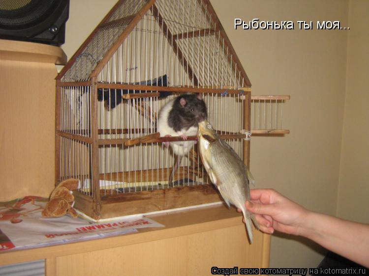 Рыбонька ты моя...... Котоматрица: Рыбонька ты моя...