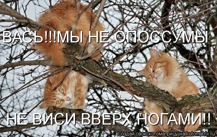 ВАСЬ!!!МЫ НЕ ОПОССУМЫ НЕ ВИСИ ВВЕРХ НОГАМИ!!... Котоматрица: ВАСЬ!!!МЫ НЕ ОПОССУМЫ НЕ ВИСИ ВВЕРХ НОГАМИ!!