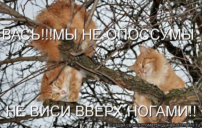 Котоматрица: ВАСЬ!!!МЫ НЕ ОПОССУМЫ НЕ ВИСИ ВВЕРХ НОГАМИ!!