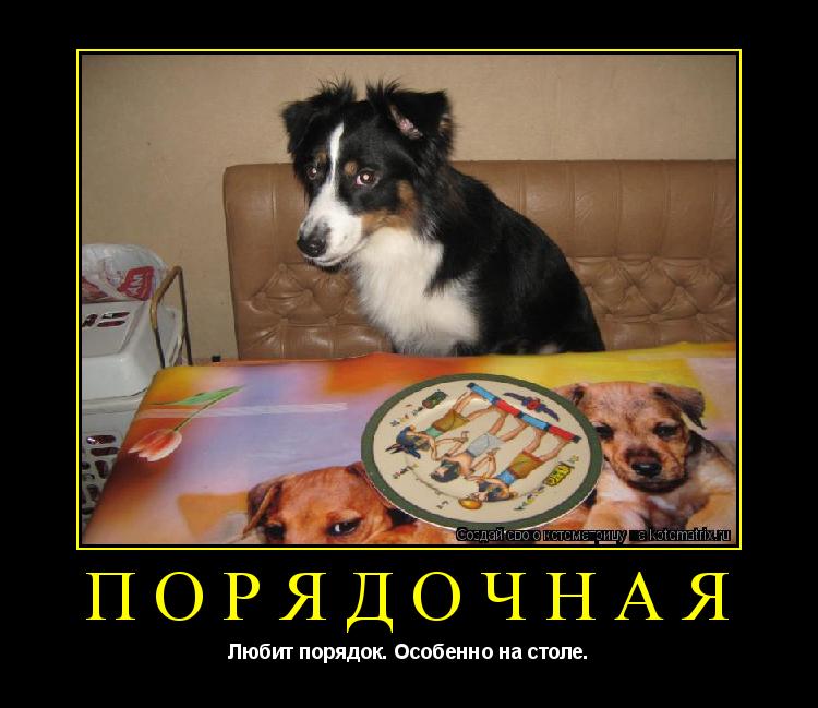 Котоматрица: порядочная Любит порядок. Особенно на столе.