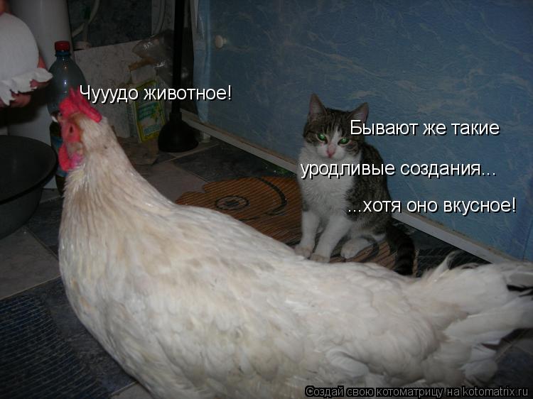 Чууудо животное! Бывают же такие уродливые создания... ...хотя оно вкусное!... Котоматрица: Чууудо животное! Бывают же такие уродливые создания... ...хотя оно вкусное!